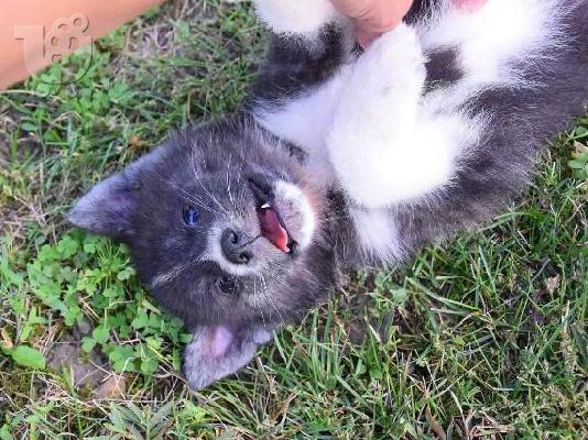 PoulaTo: Κουτάβια Akita Inu